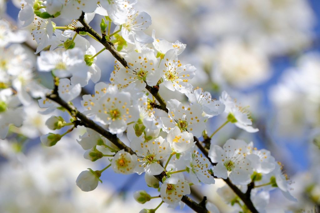 blossoms, white, tree blossoms